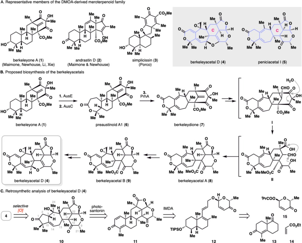 20250211-JACS-李超-图1此前合成的代表性DMOA杂萜和berkeleyacetal D和peniciacetal I的分子结构，berkeleyacetal D的生源合成及逆合成分析.png